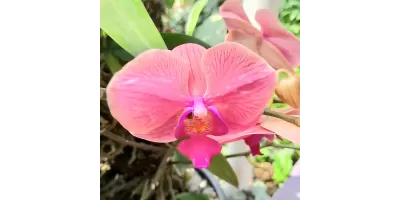 Caring for the environment through green schools!